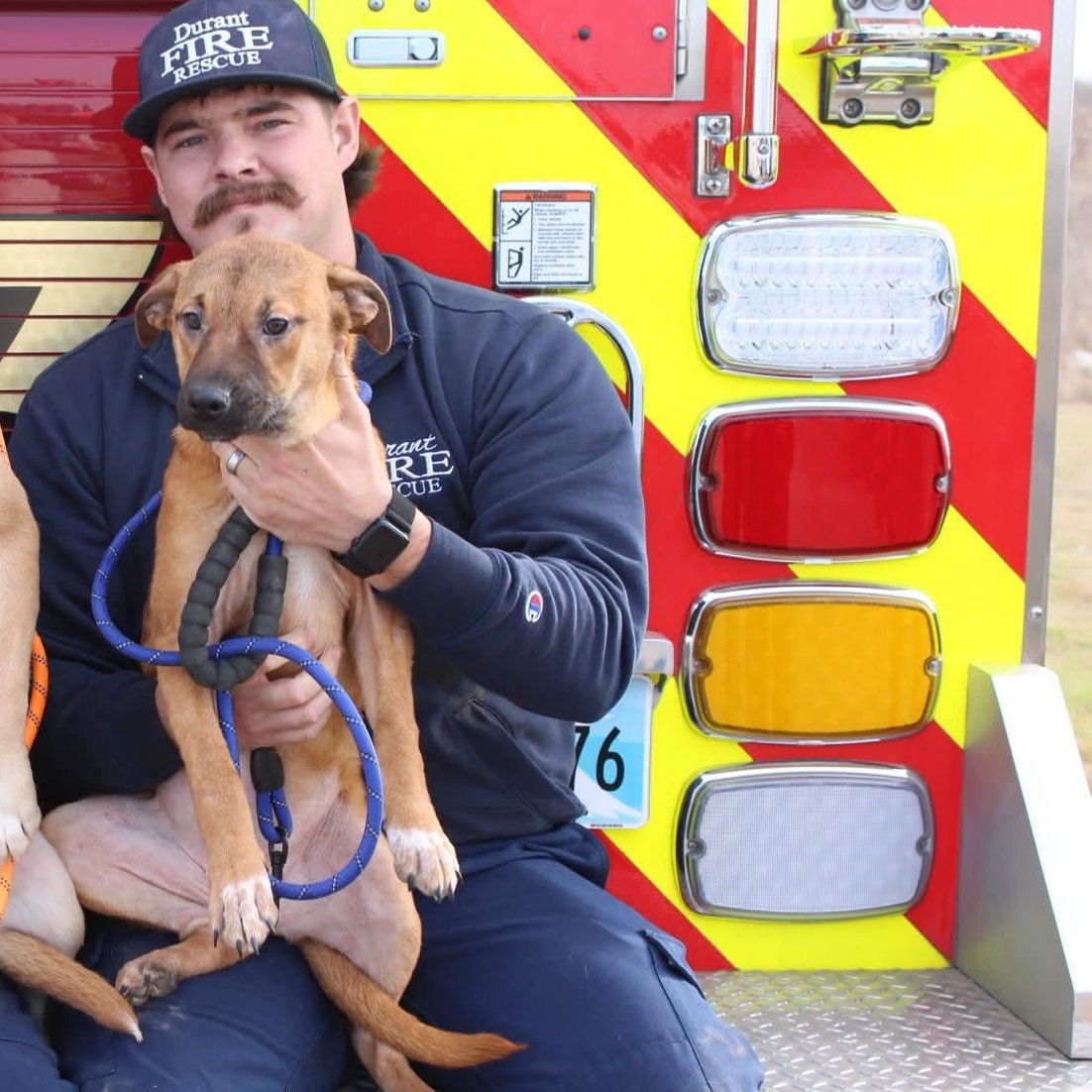 Ruby, Adoptable, Puppy Female Mountain Cur.