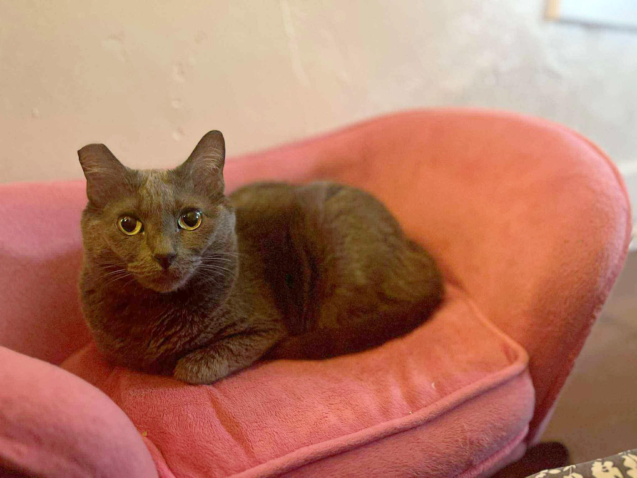 Baby, a Adoptable Domestic Short Hair in Yuba City, CA image 3/3