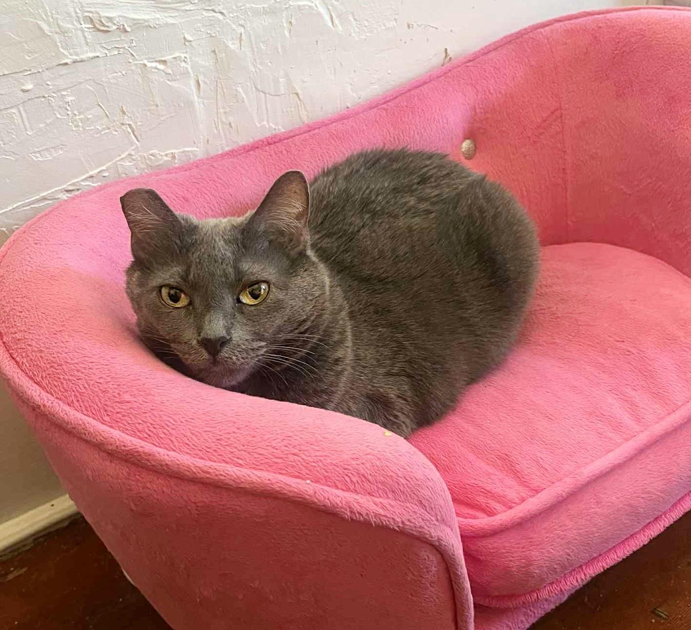 Baby, a Adoptable Domestic Short Hair in Yuba City, CA image 1/3