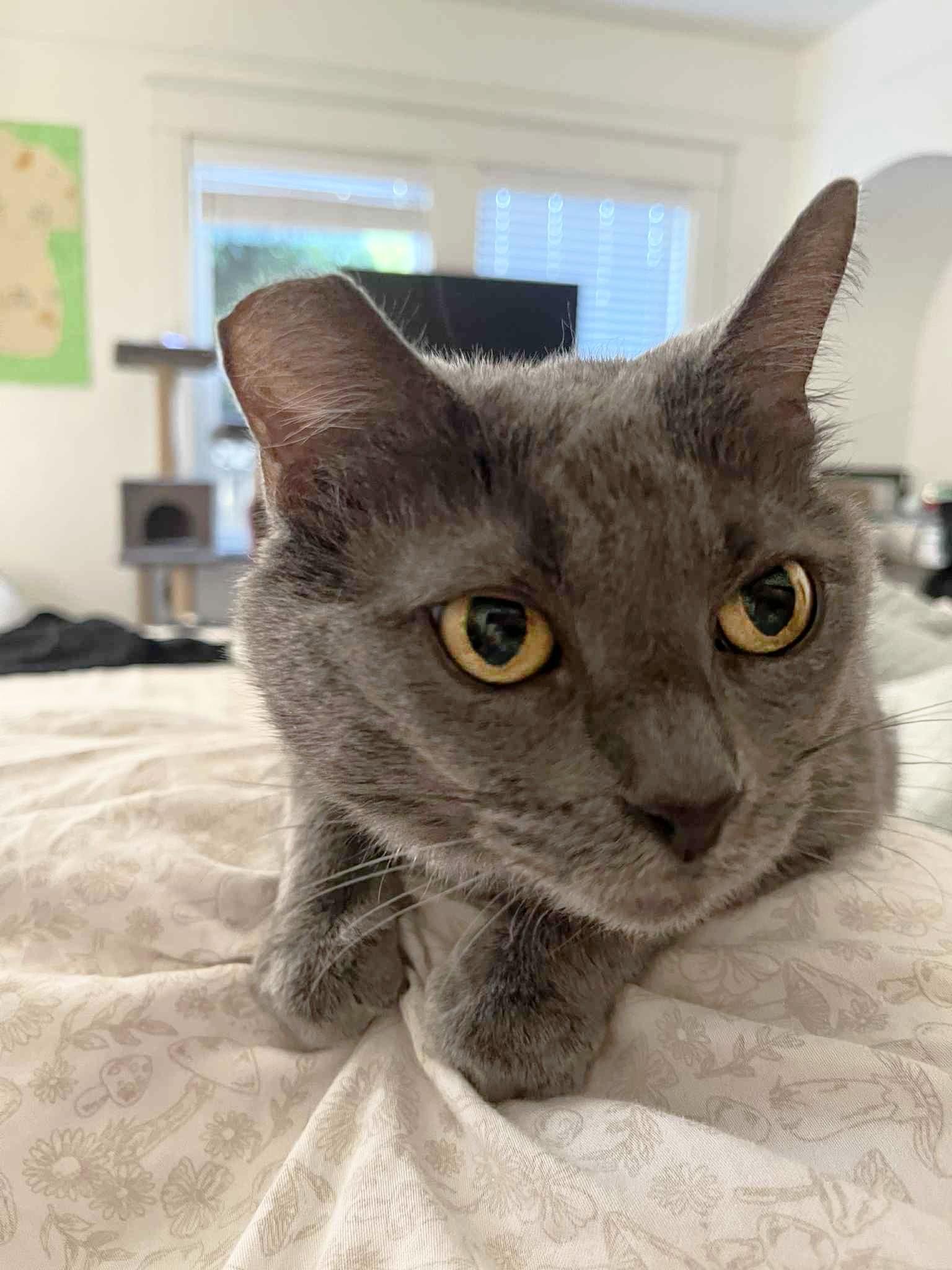 Baby, Adoptable, Senior Female Domestic Short Hair.