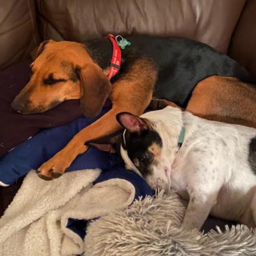 Enlarge Dolly, a Adoptable mixed breed in Washington DC, DC image 3/6