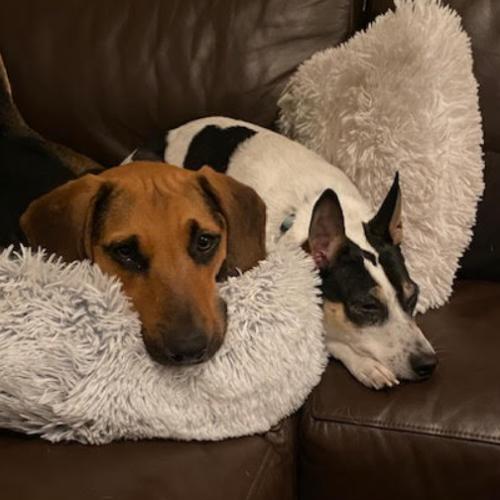 Enlarge Dolly, a Adoptable mixed breed in Washington DC, DC image 5/6