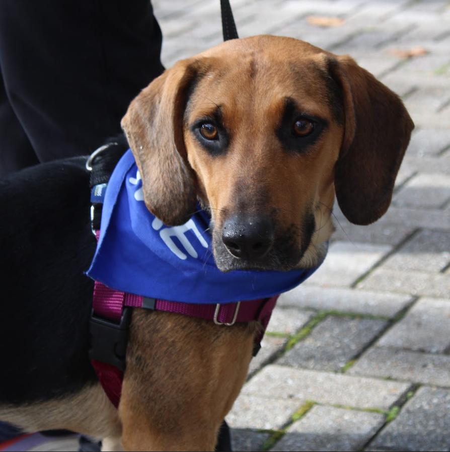 Enlarge Dolly, a Adoptable mixed breed in Washington DC, DC image 6/6