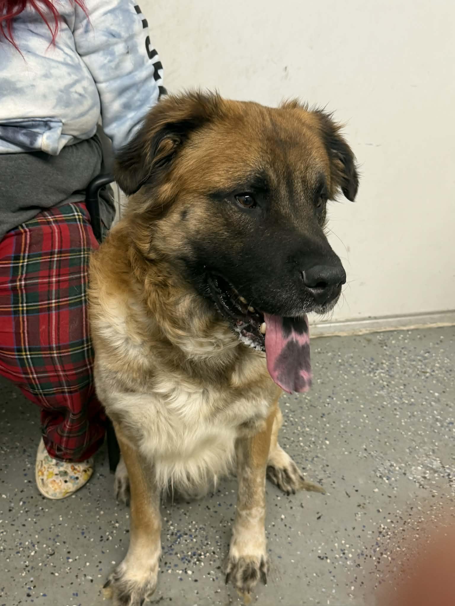 Enlarge Marley, a ADOPTABLE mixed breed in Jeffersonville, IN image 1/1