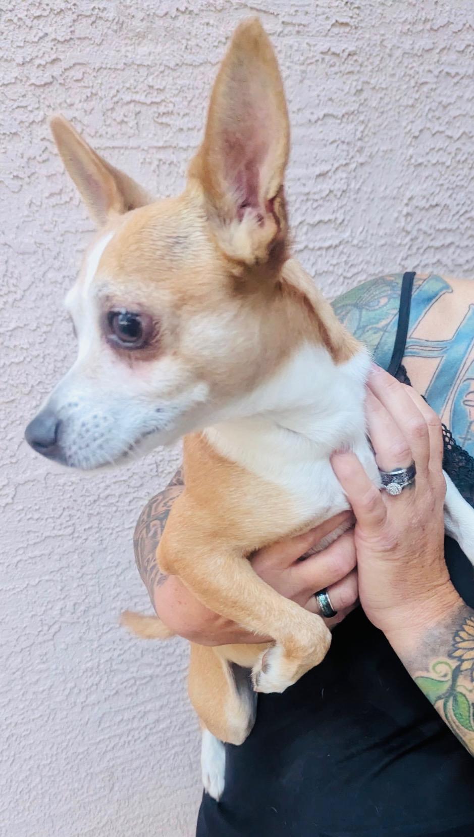 Scrappy, Adoptable, Adult Male Chihuahua.