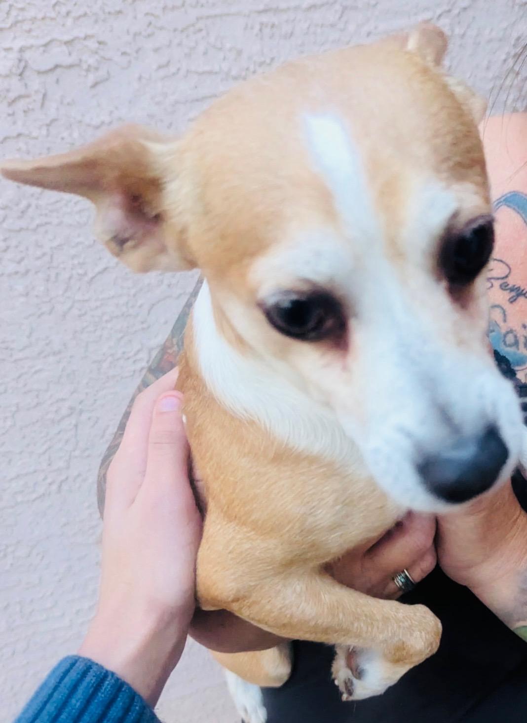 Scrappy, a Adoptable mixed breed in Tucson, AZ image 2/3