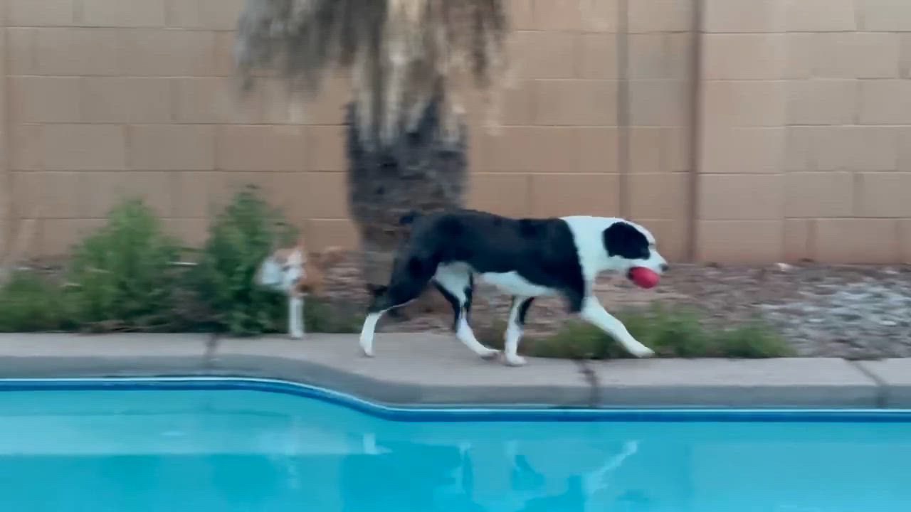 Enlarge Scrappy, a Adoptable mixed breed in Tucson, AZ video 3/3