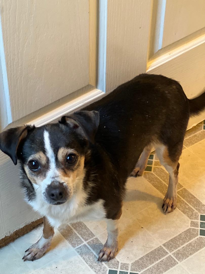 Enlarge Sassy w/ VIDEO, a ADOPTABLE Chihuahua in Lexington, NC image 2/4