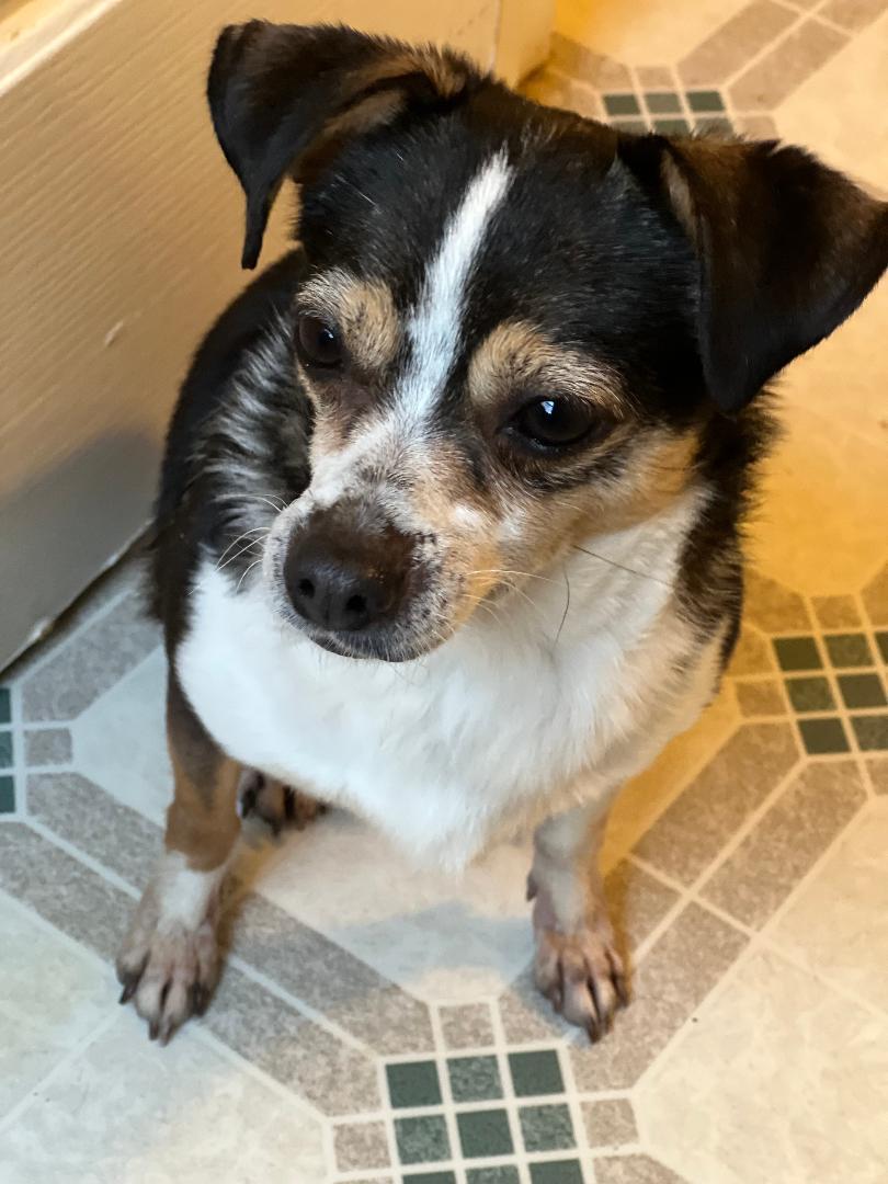 Enlarge Sassy w/ VIDEO, a ADOPTABLE Chihuahua in Lexington, NC image 3/4