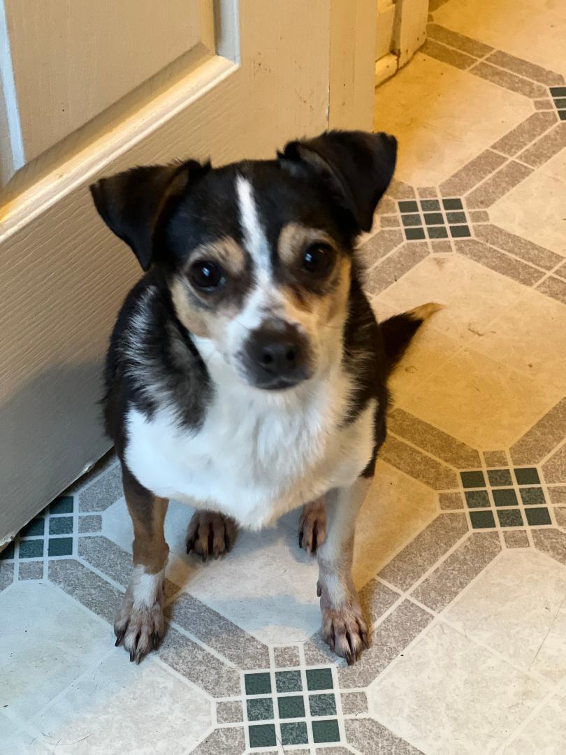 Sassy w/ VIDEO, ADOPTABLE, Young Female Chihuahua.