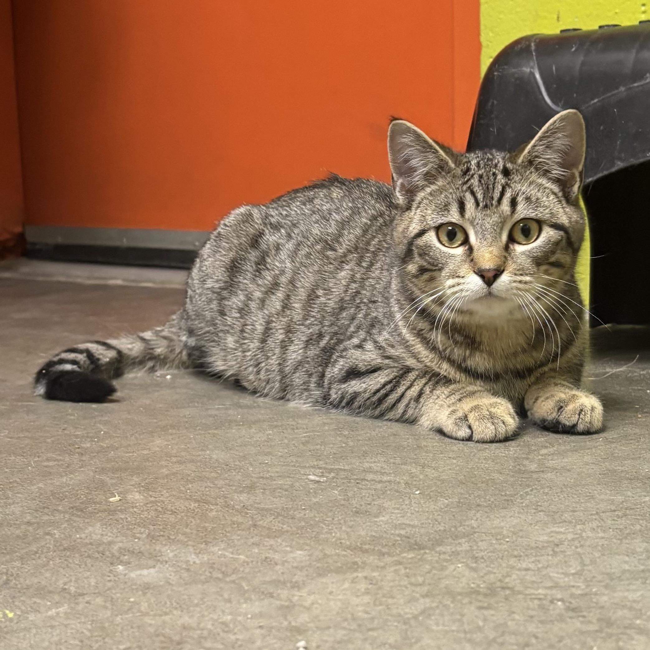 Enlarge Monroe, a ADOPTABLE Domestic Short Hair in Waynesburg, PA image 4/6