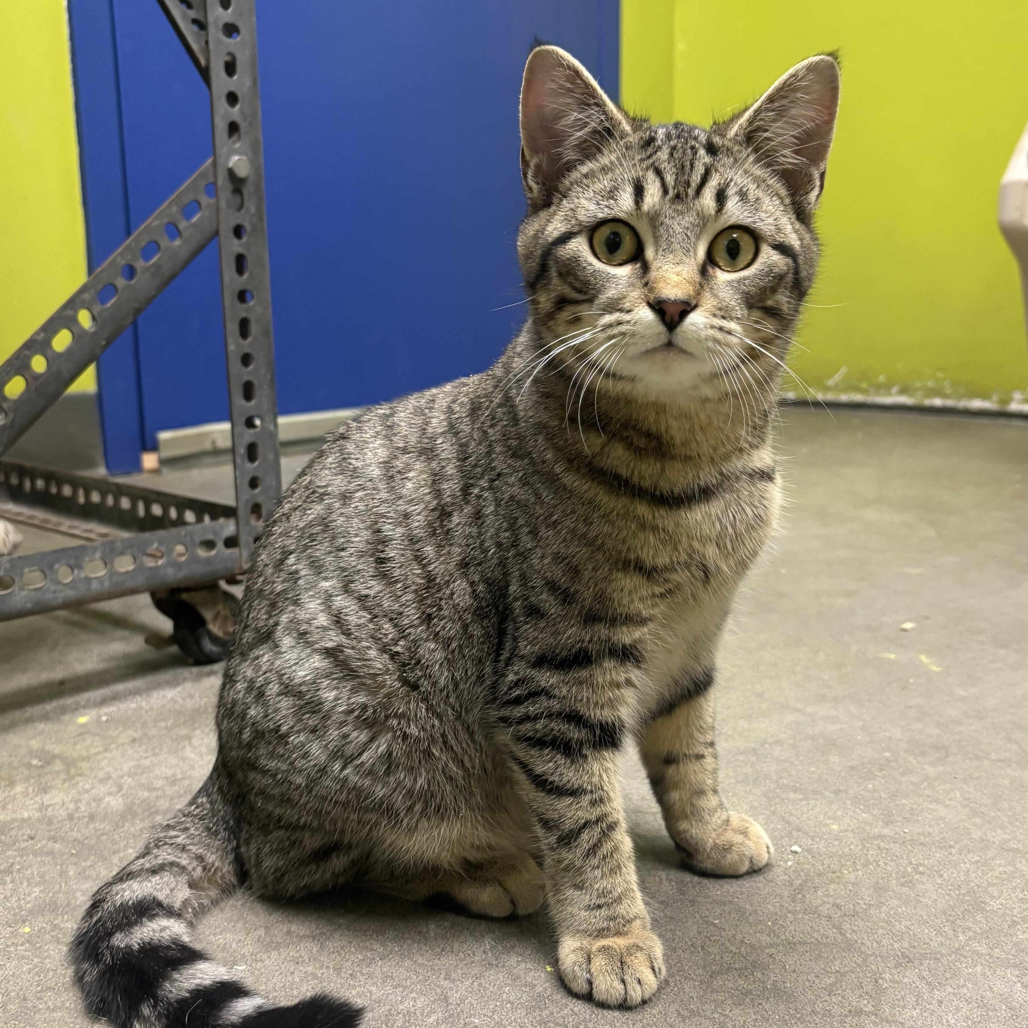 Monroe, ADOPTABLE, Young Male Domestic Short Hair.