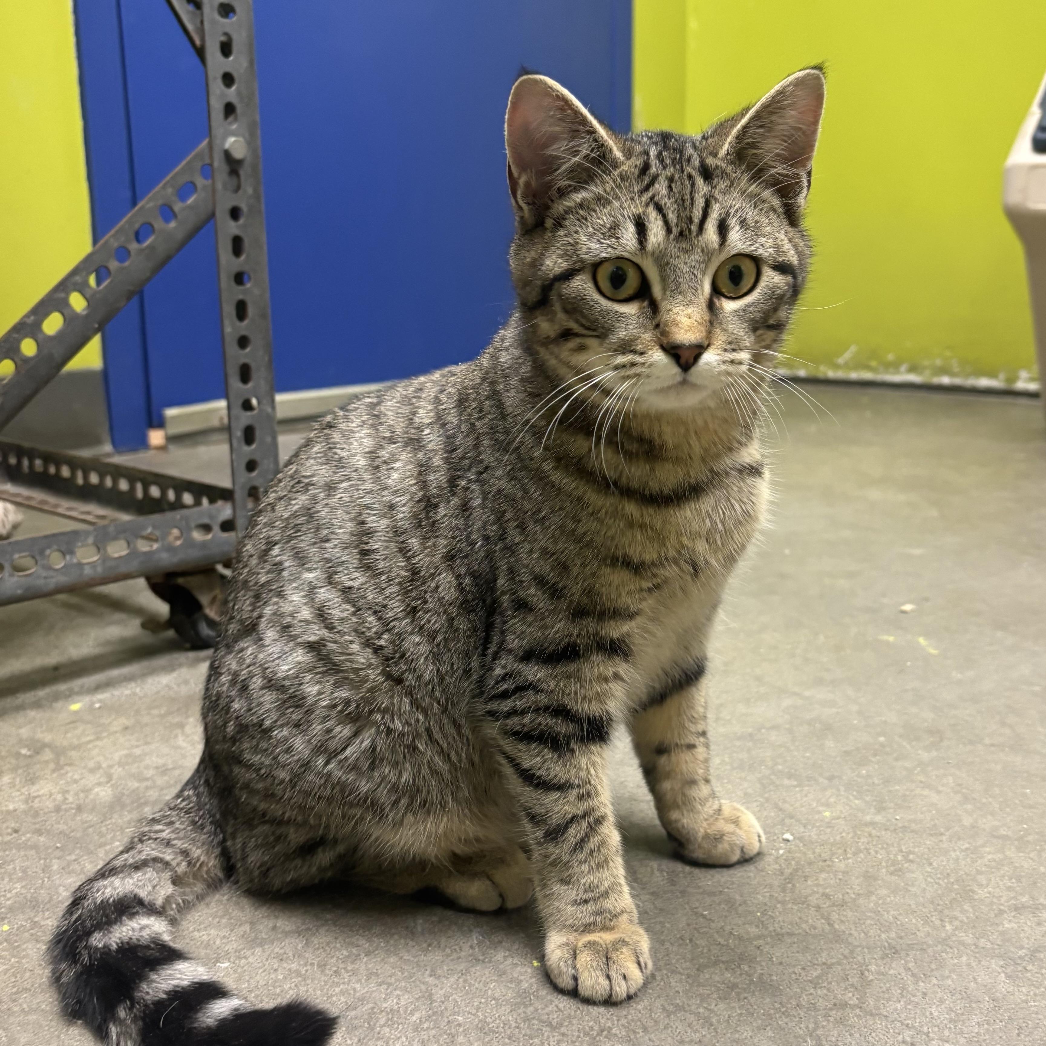 Enlarge Monroe, a ADOPTABLE Domestic Short Hair in Waynesburg, PA image 6/6