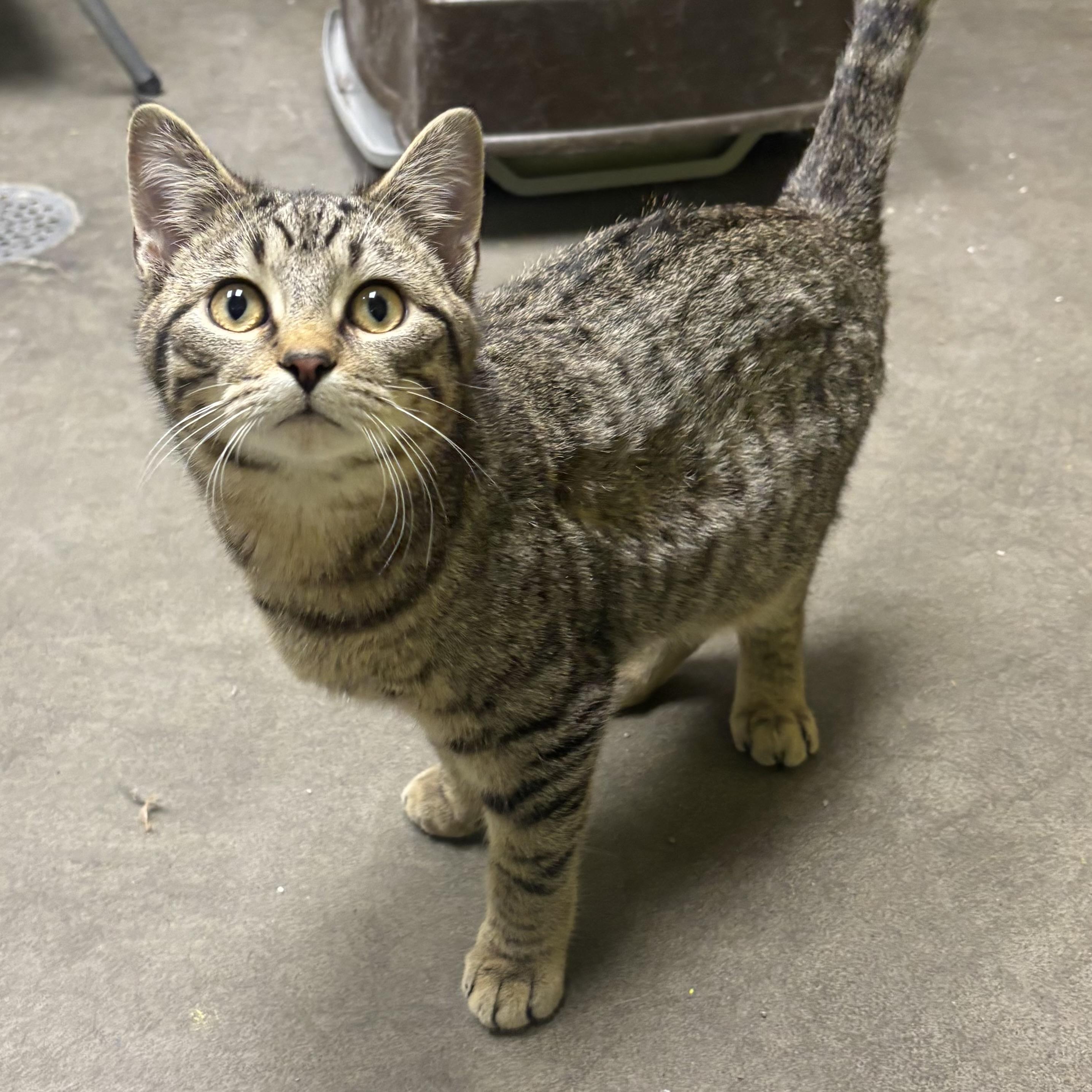 Enlarge Monroe, a ADOPTABLE Domestic Short Hair in Waynesburg, PA image 2/6