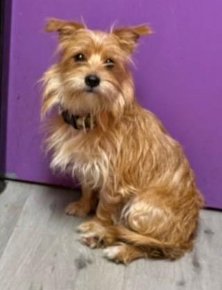 Cesar, a ADOPTABLE mixed breed in Orlando, FL image 4/4