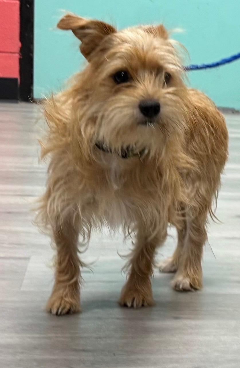 Cesar, a ADOPTABLE mixed breed in Orlando, FL image 2/4