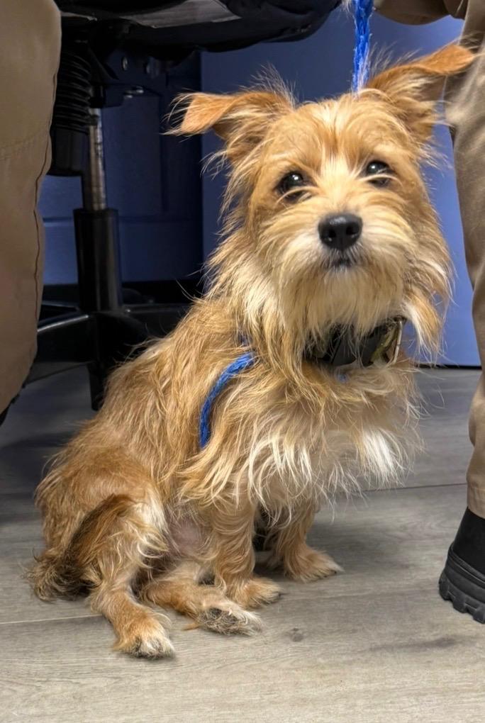 Cesar, a ADOPTABLE mixed breed in Orlando, FL image 1/4
