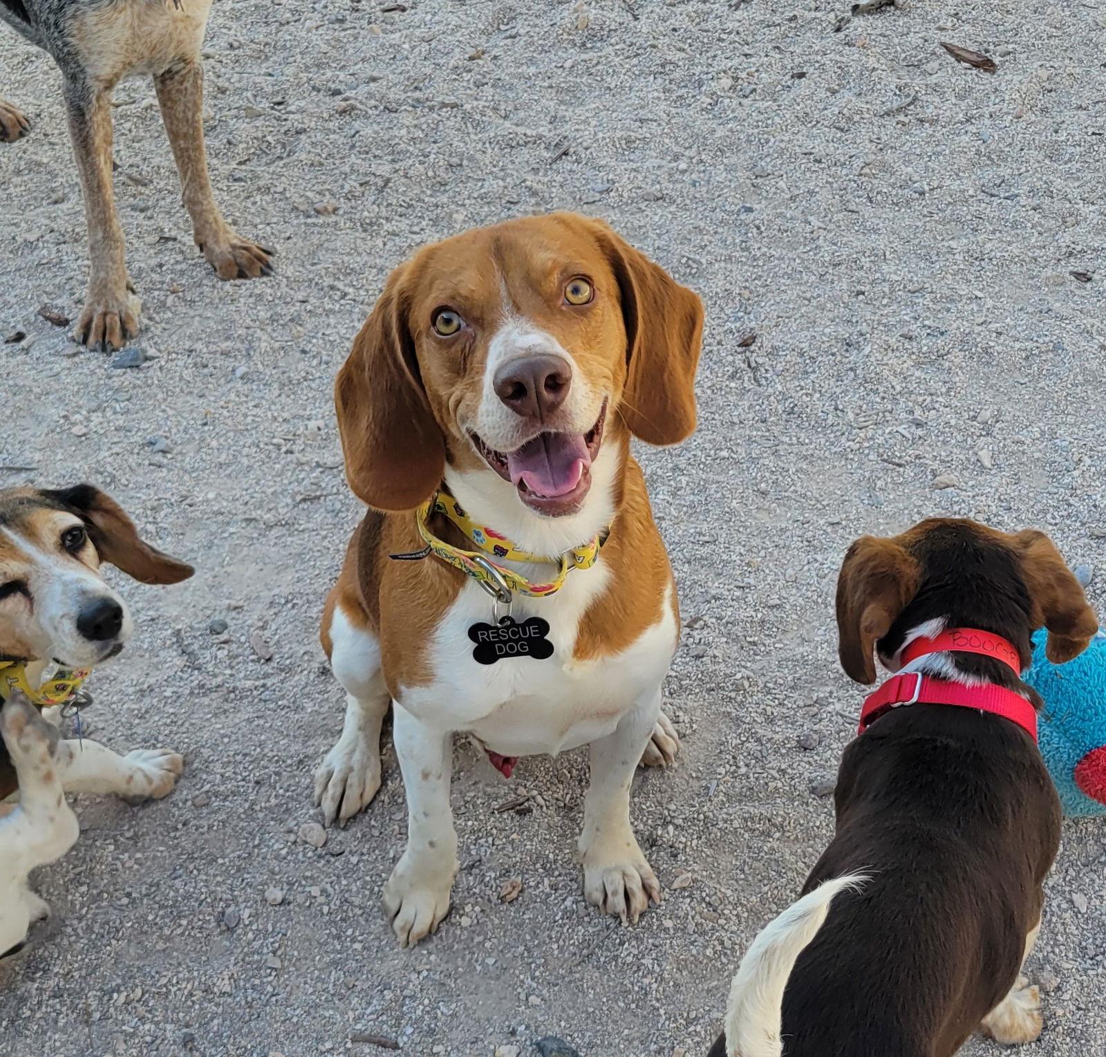 Enlarge Cheeky, a Adoptable Beagle in Las Vegas, NV image 2/3
