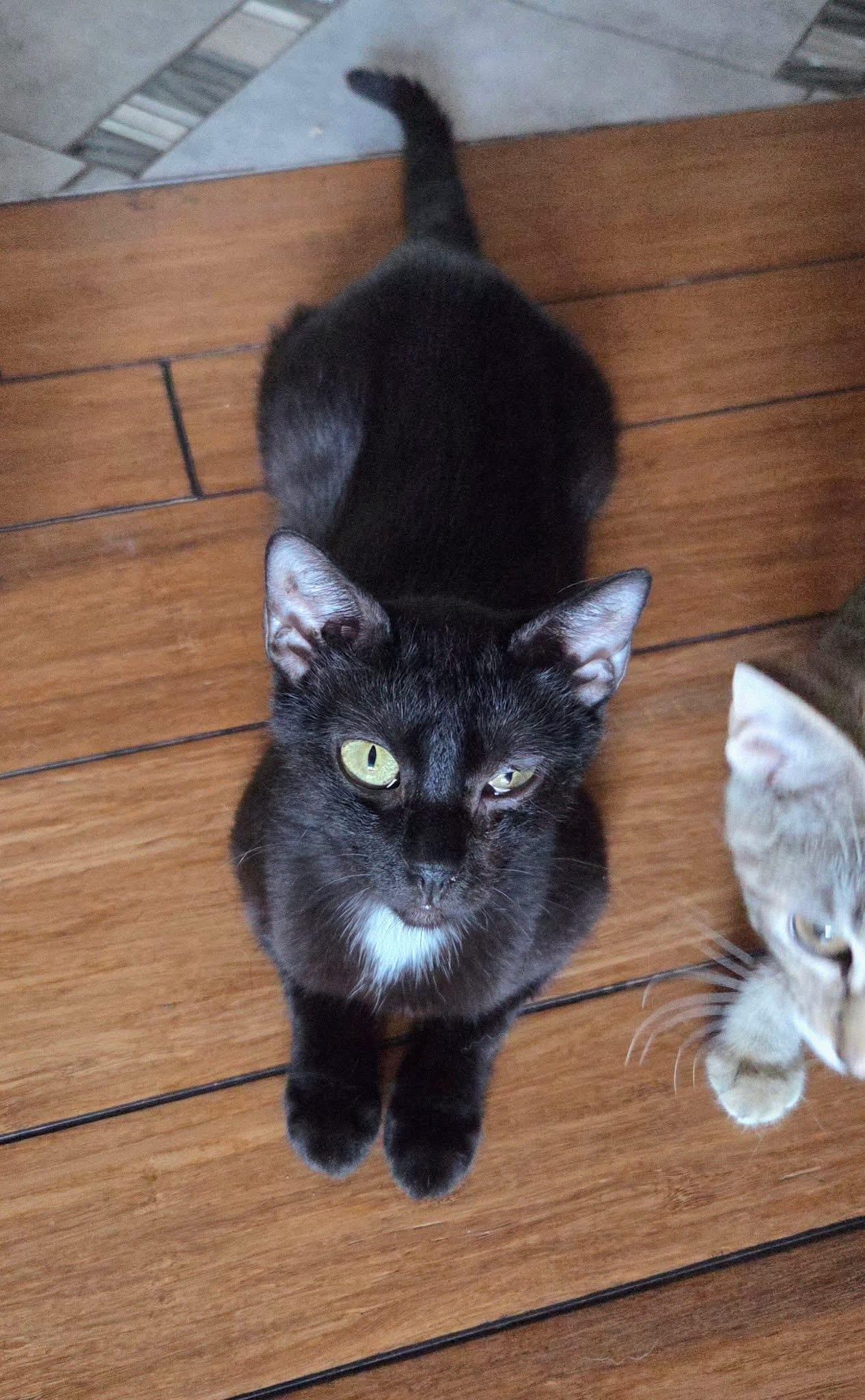 Enlarge Sweetie, a Adoptable Domestic Short Hair in Manhattan, KS image 5/5