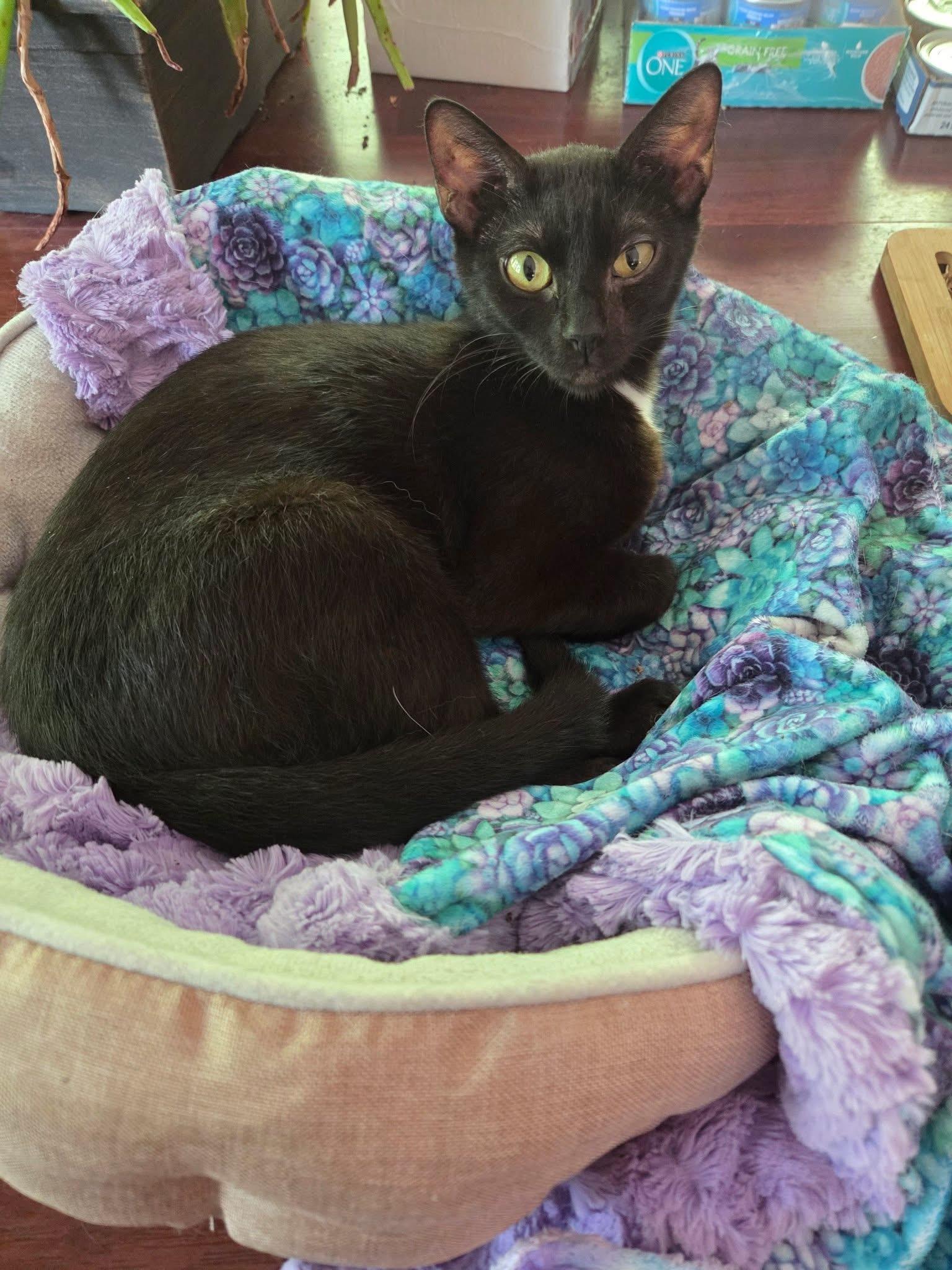 Enlarge Sweetie, a Adoptable Domestic Short Hair in Manhattan, KS image 3/5