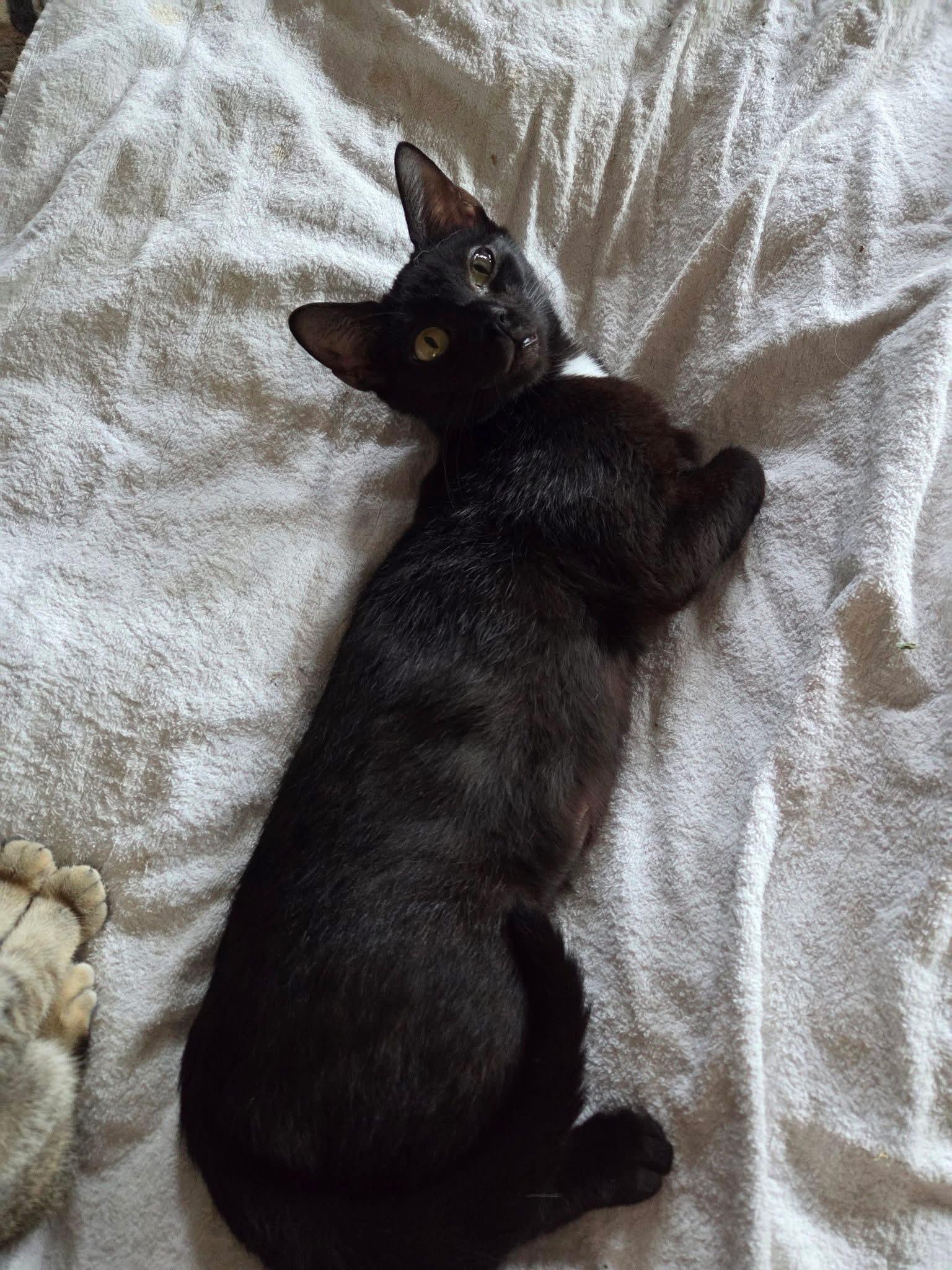 Enlarge Sweetie, a Adoptable Domestic Short Hair in Manhattan, KS image 4/5