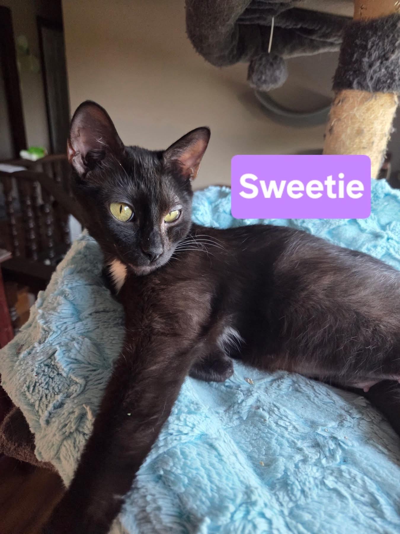 Enlarge Sweetie, a Adoptable Domestic Short Hair in Manhattan, KS image 2/5