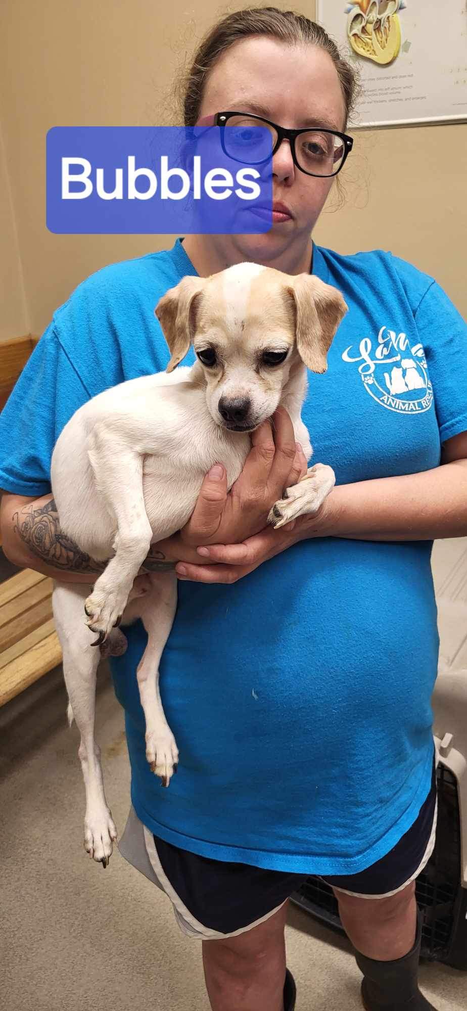 Bubbles, an adopted Chihuahua in Brunswick, ME_image-1
