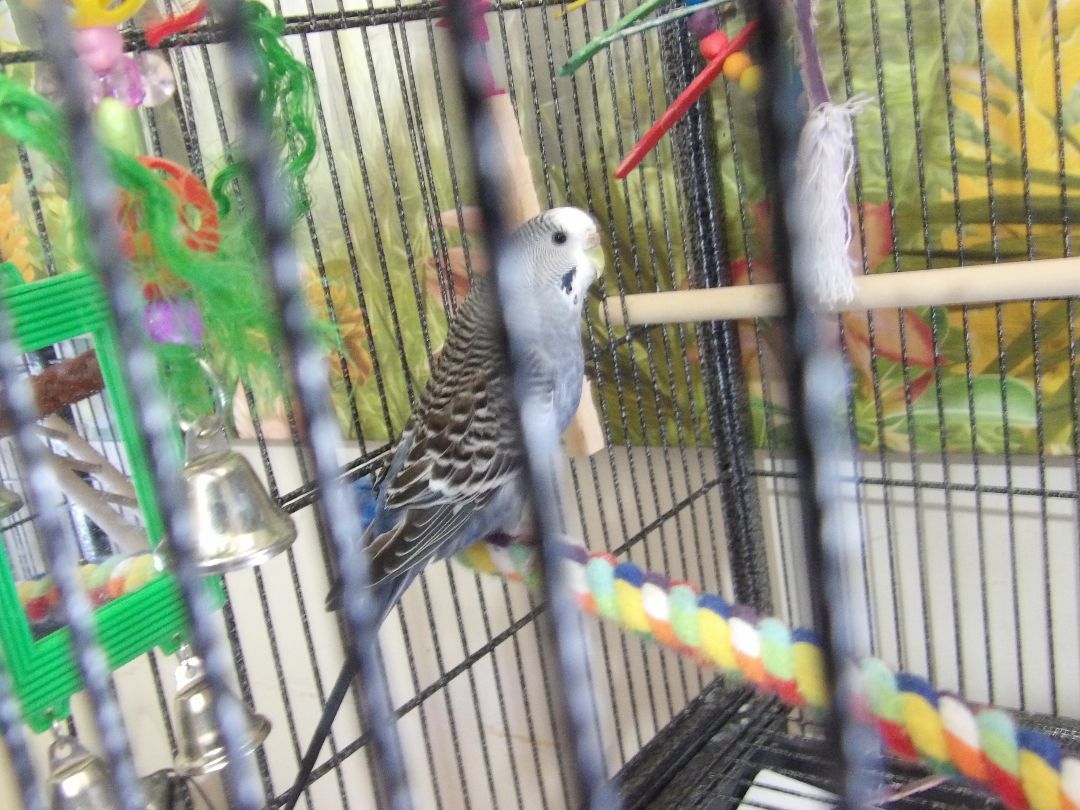 Parakeet for adoption Max and Erma, a Parakeet (Other) in Zaleski, OH