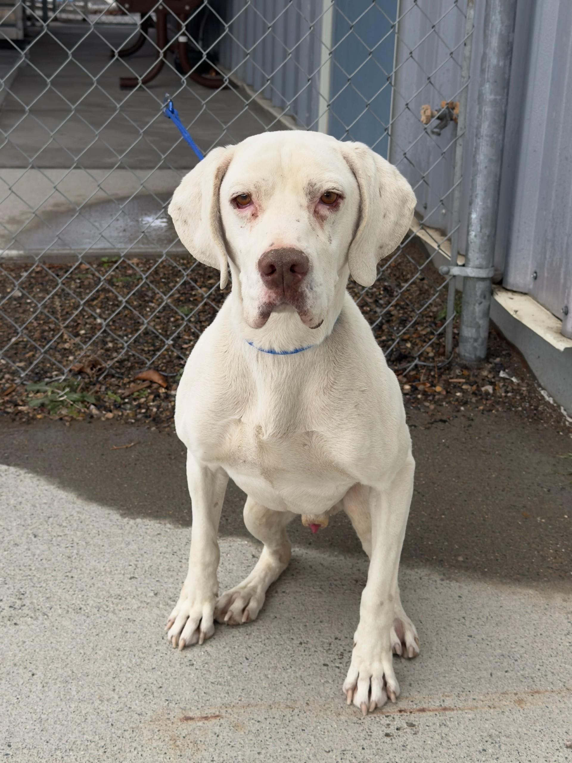 Enlarge Leroy / 60006506, a ADOPTABLE English Pointer in Elko, NV image 1/1