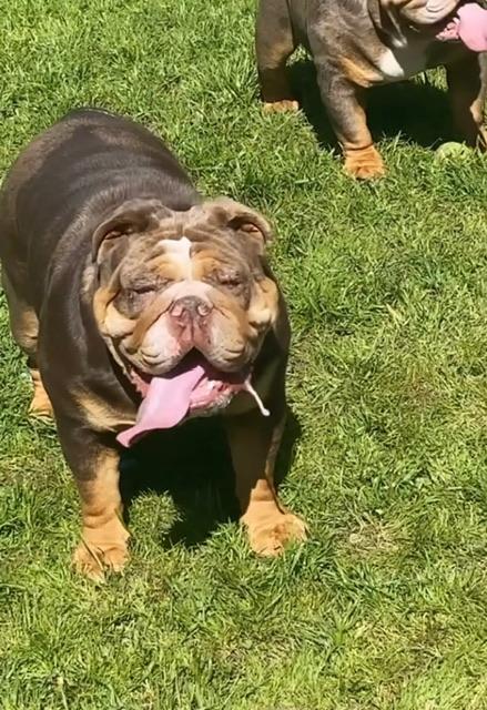 Reece, Adoptable, Young Female English Bulldog.