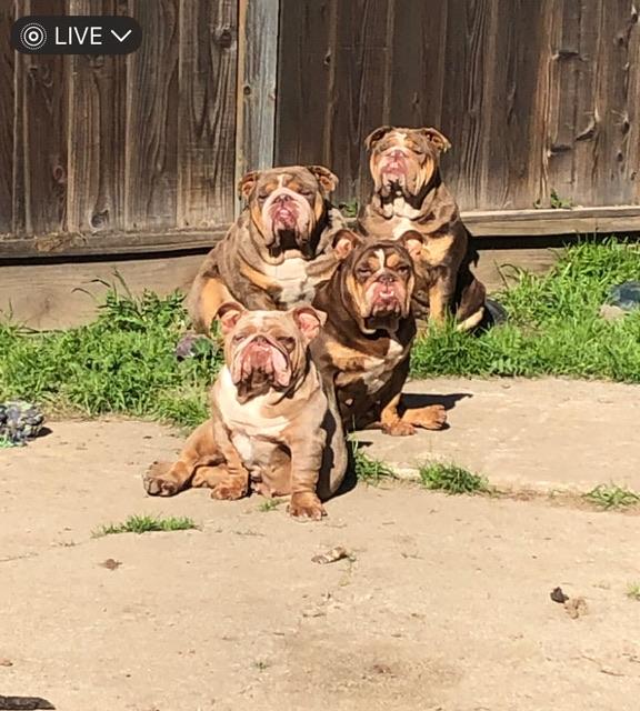 Reece, a Adoptable English Bulldog in Hayward, CA image 5/5