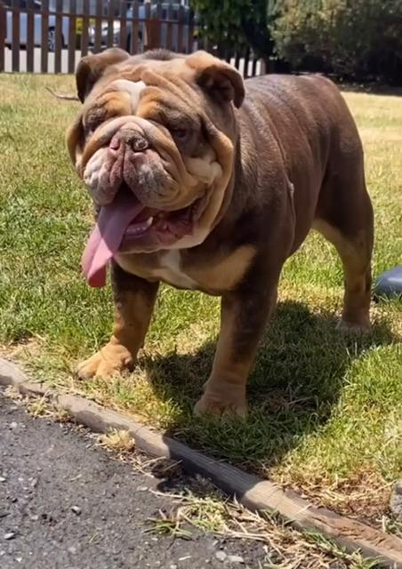 Reece, a Adoptable English Bulldog in Hayward, CA image 2/5