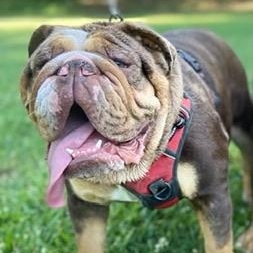 Reece, a Adoptable English Bulldog in Hayward, CA image 3/5