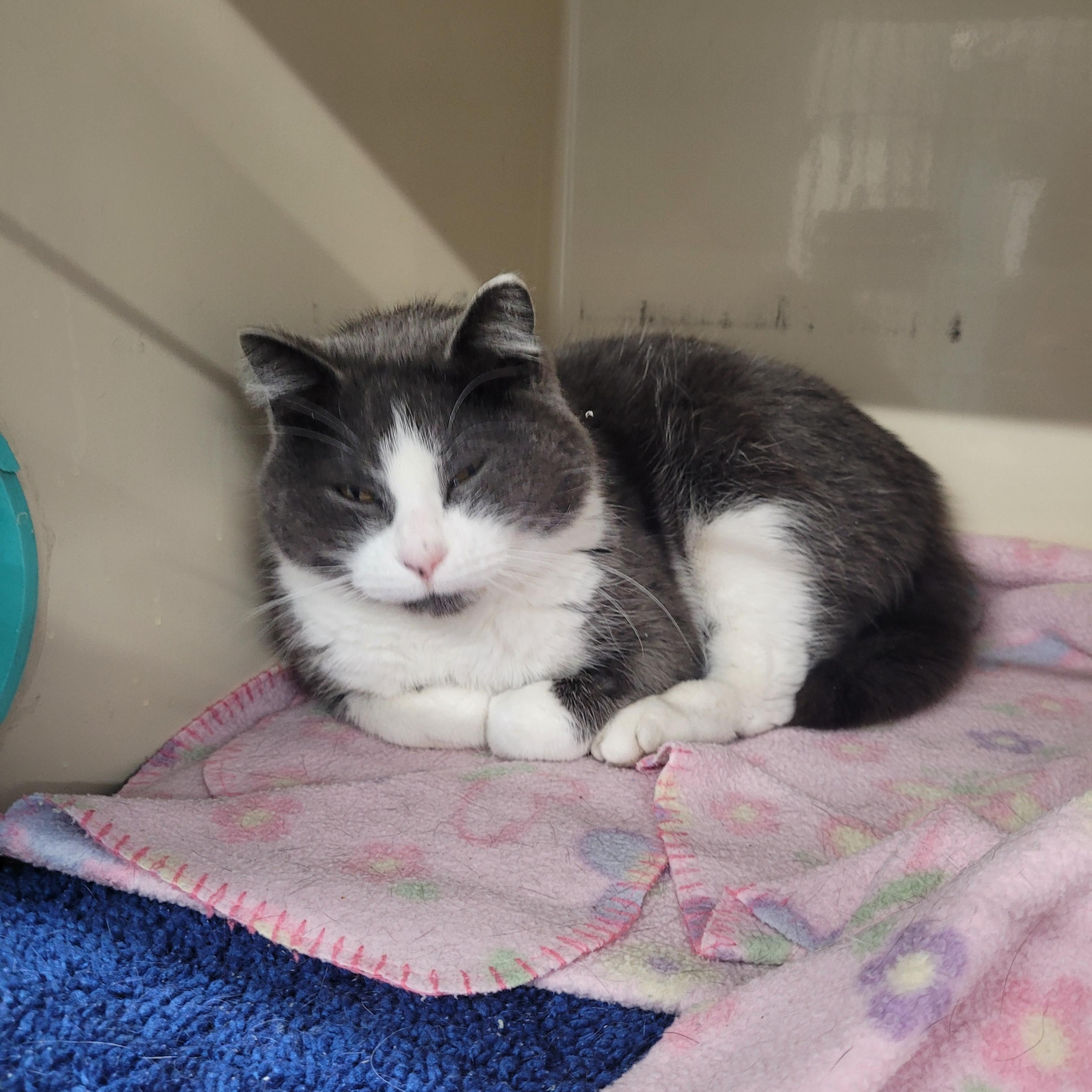 Heart, Adoptable, Adult Female Domestic Short Hair.