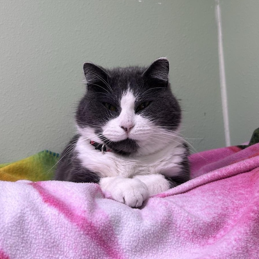 Enlarge Heart, an adopted Domestic Short Hair in Morris, MN image 5/5