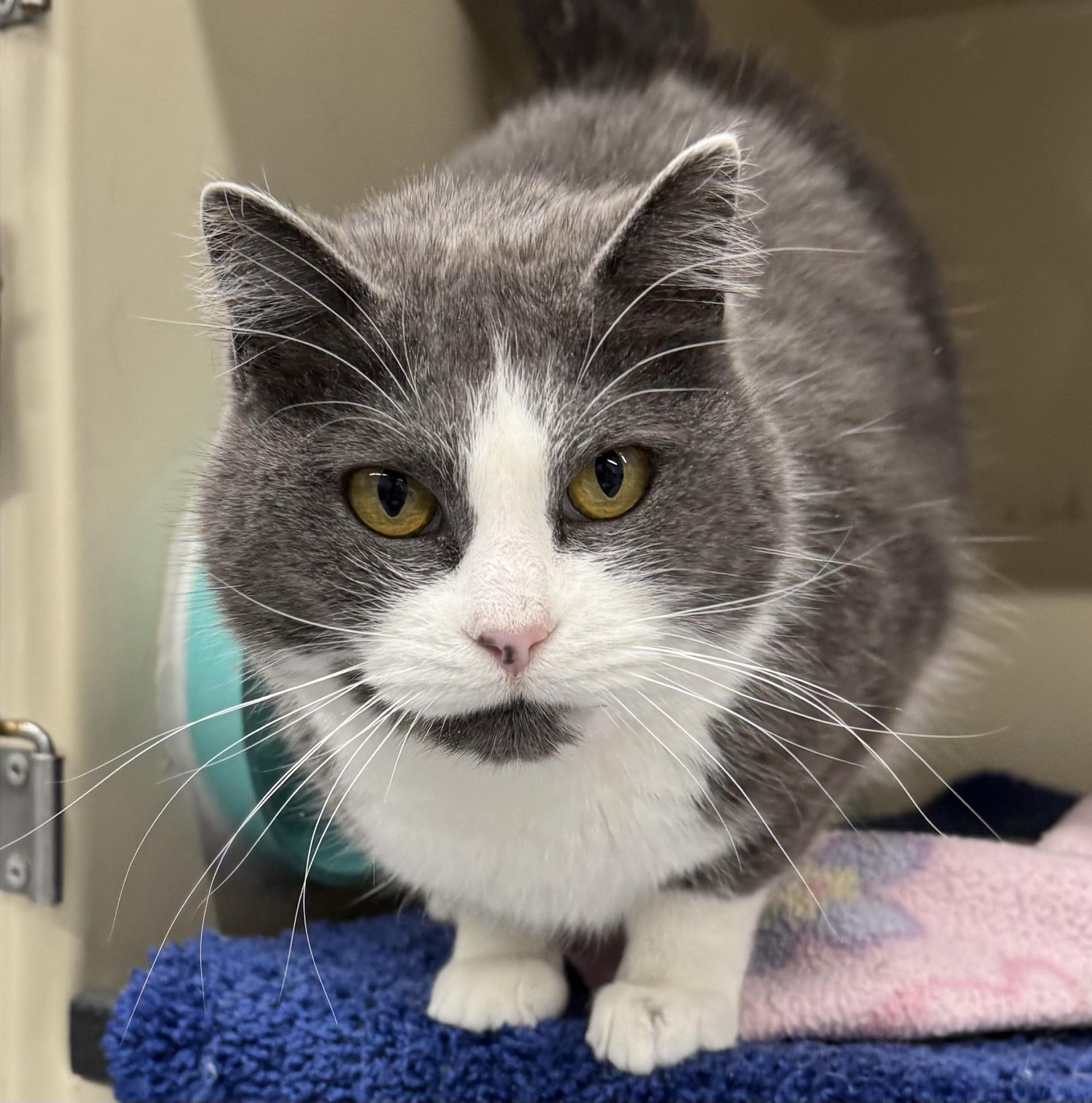 Enlarge Heart, an adopted Domestic Short Hair in Morris, MN image 4/5