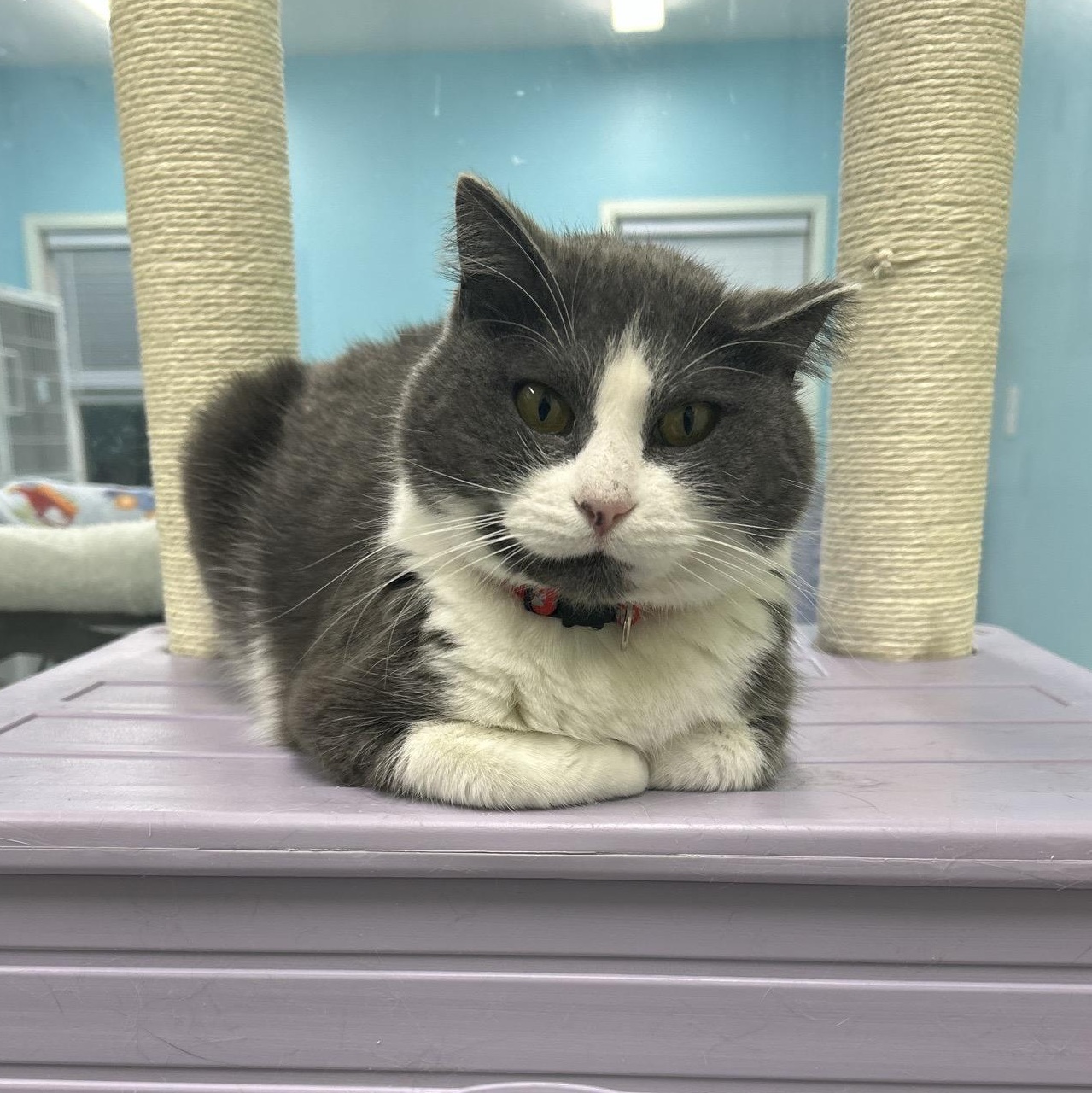 Enlarge Heart, an adopted Domestic Short Hair in Morris, MN image 2/5