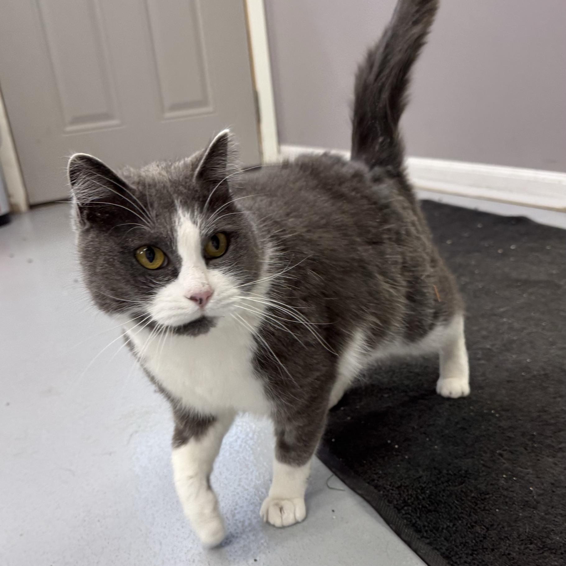 Enlarge Heart, an adopted Domestic Short Hair in Morris, MN image 1/5