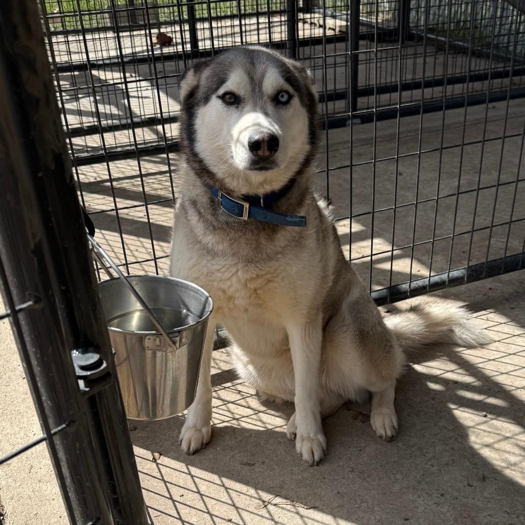 Lanuuk D25-034, Adoptable, Adult Female Husky.