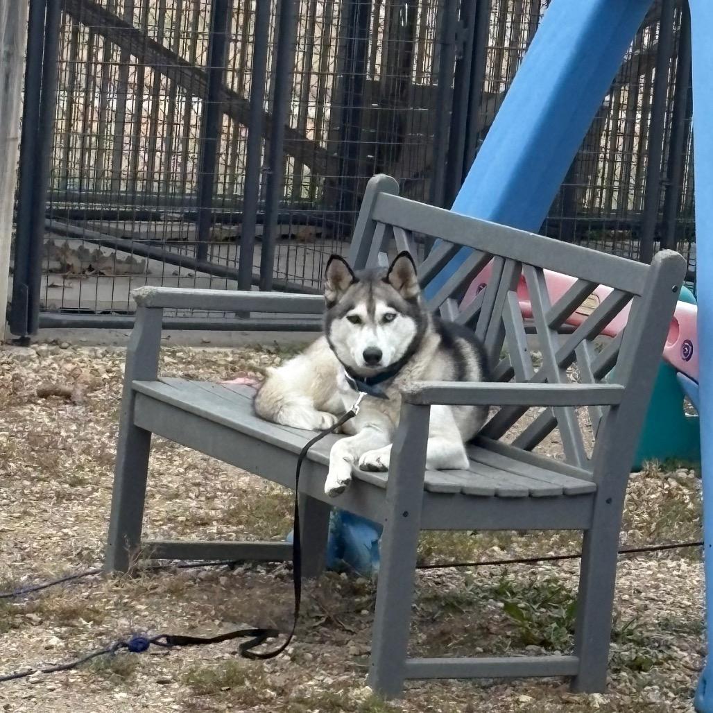 Enlarge Lanuuk, a Adoptable Husky in Elbow Lake, MN image 1/4