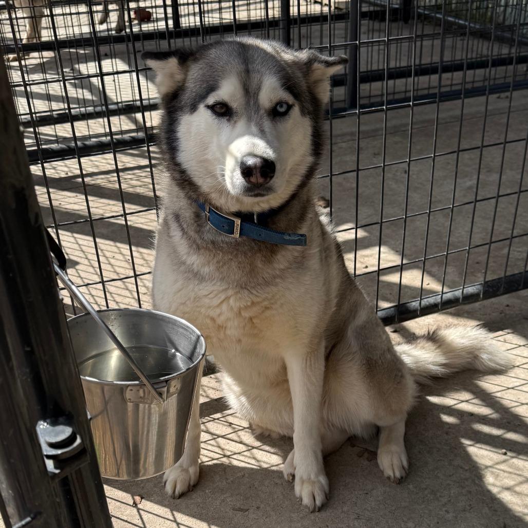 Lanuuk D25-034, a Adoptable Husky in Elbow Lake, MN image 6/6