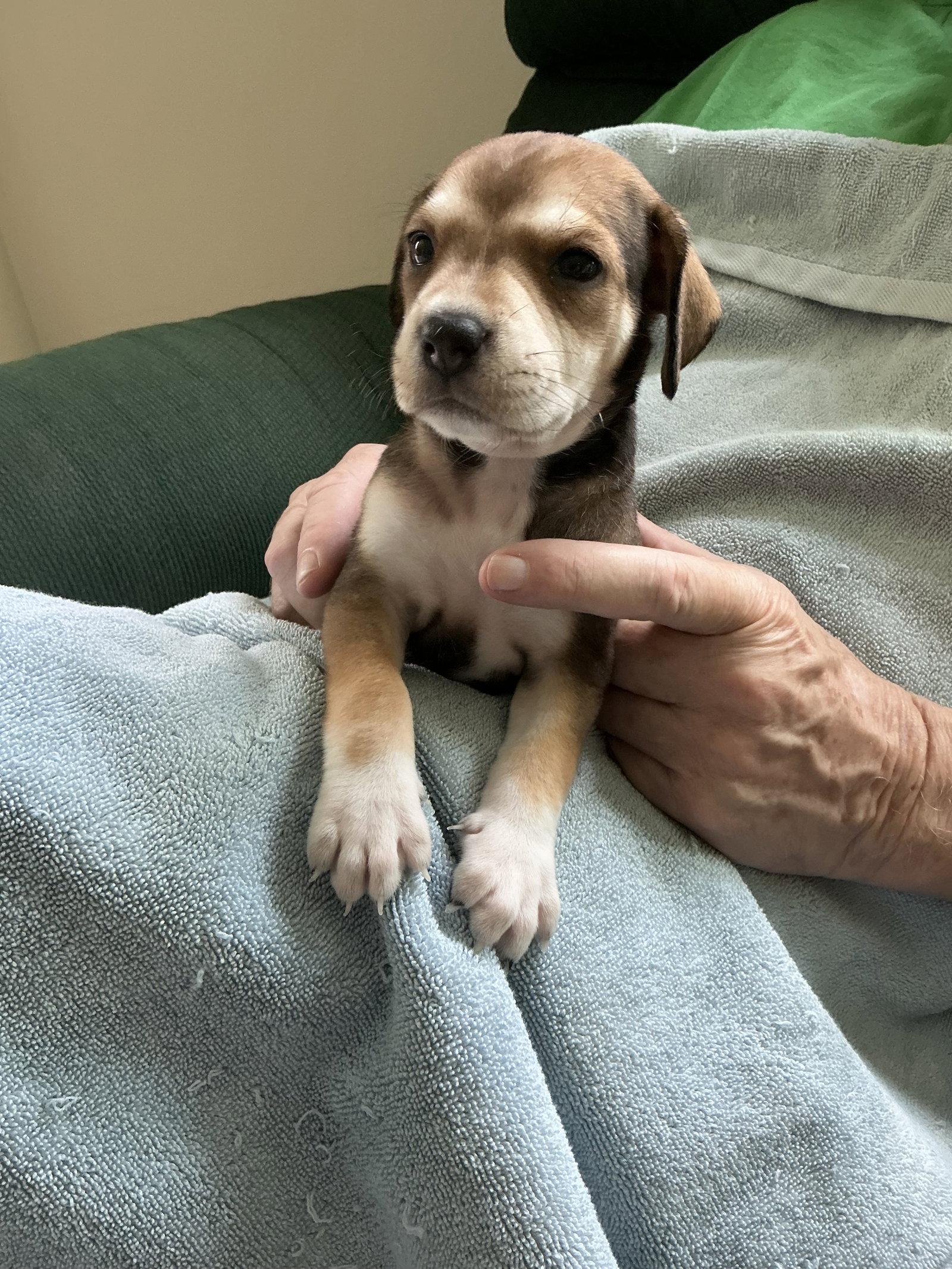 Sara Lee's Pup Otter, Adopted, Puppy Female Beagle.