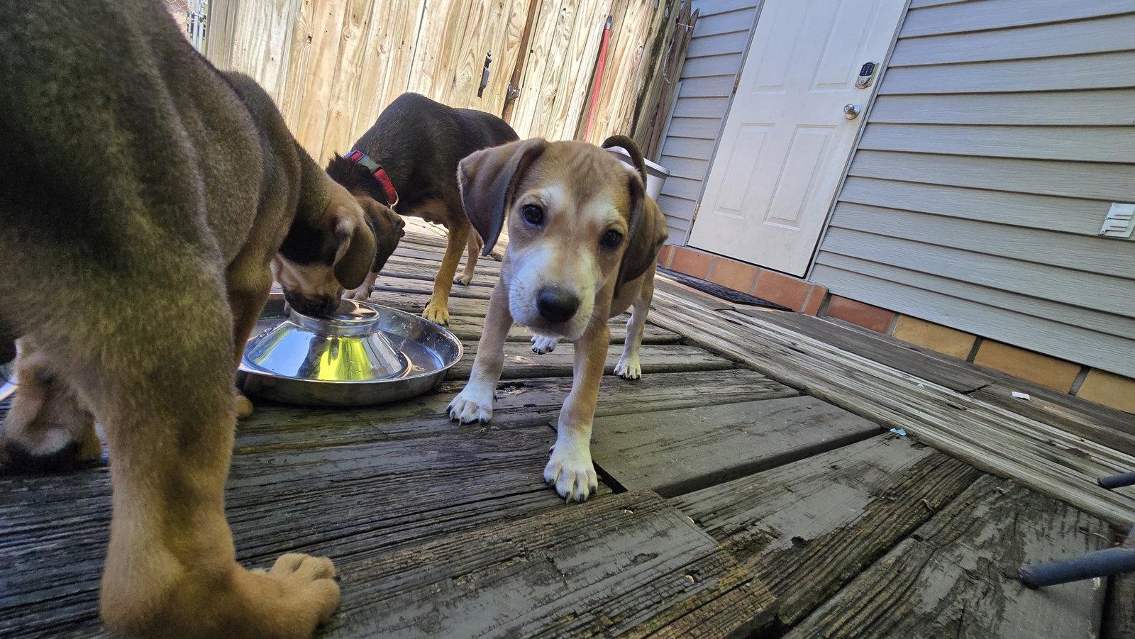 Sara Lee's Pup Otter, a Adopted Beagle in Tampa, FL image 2/3