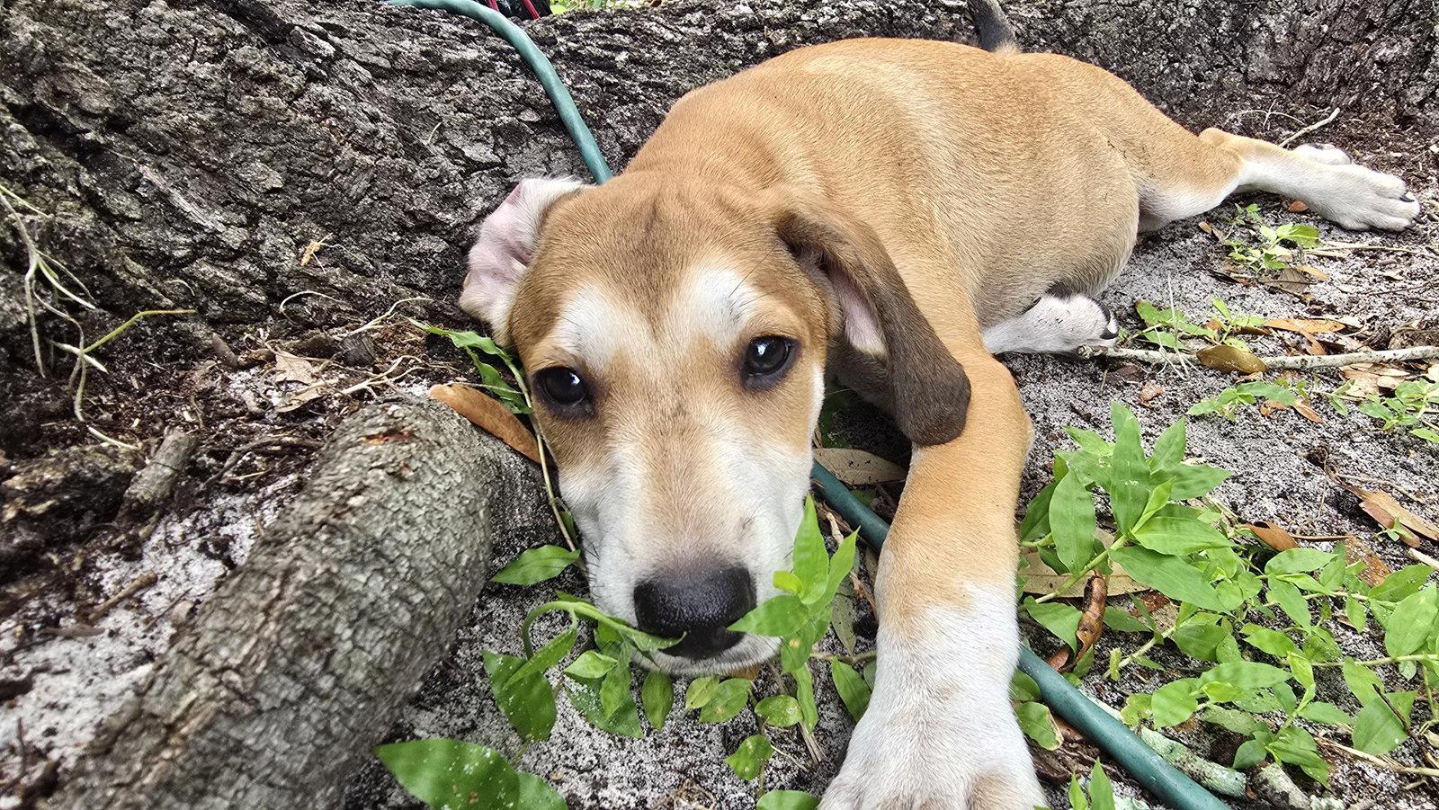 Sara Lee's Pup Otter, a Adopted Beagle in Tampa, FL image 3/3