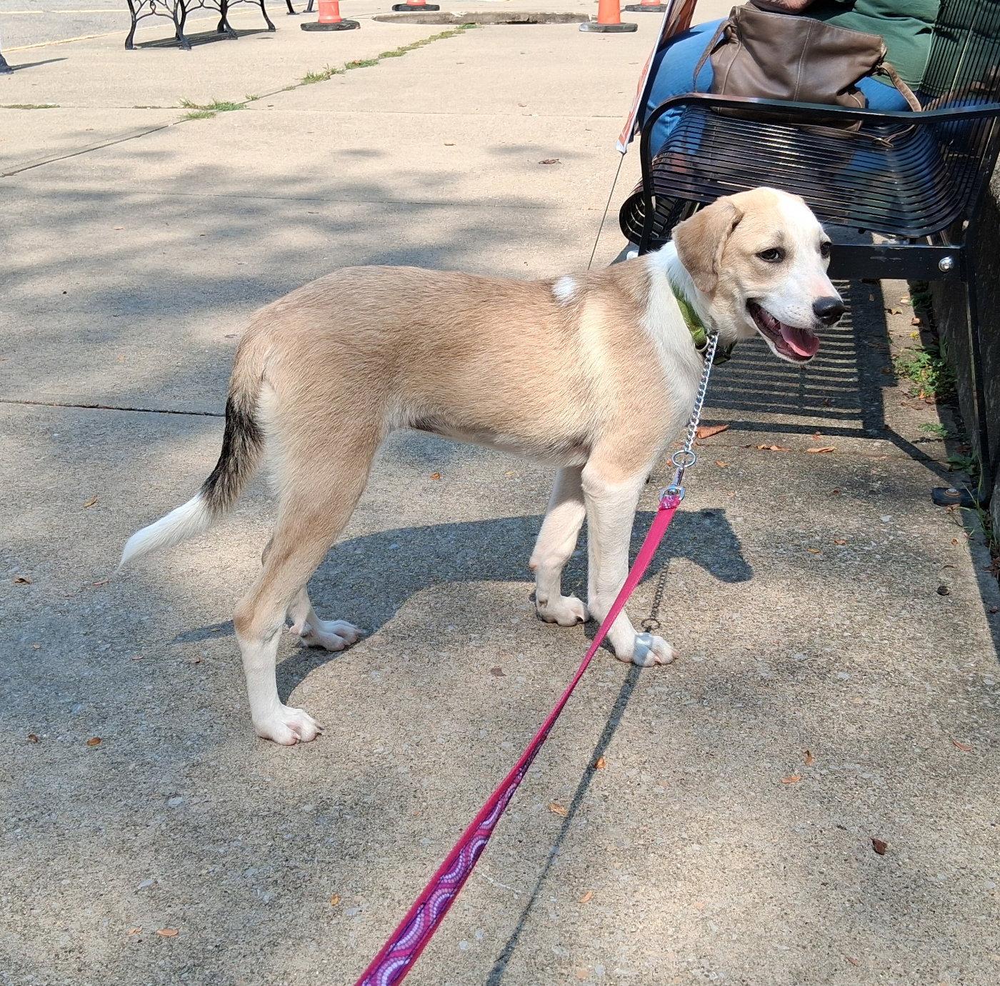 Tillie, Adoptable, Puppy Female Beagle.