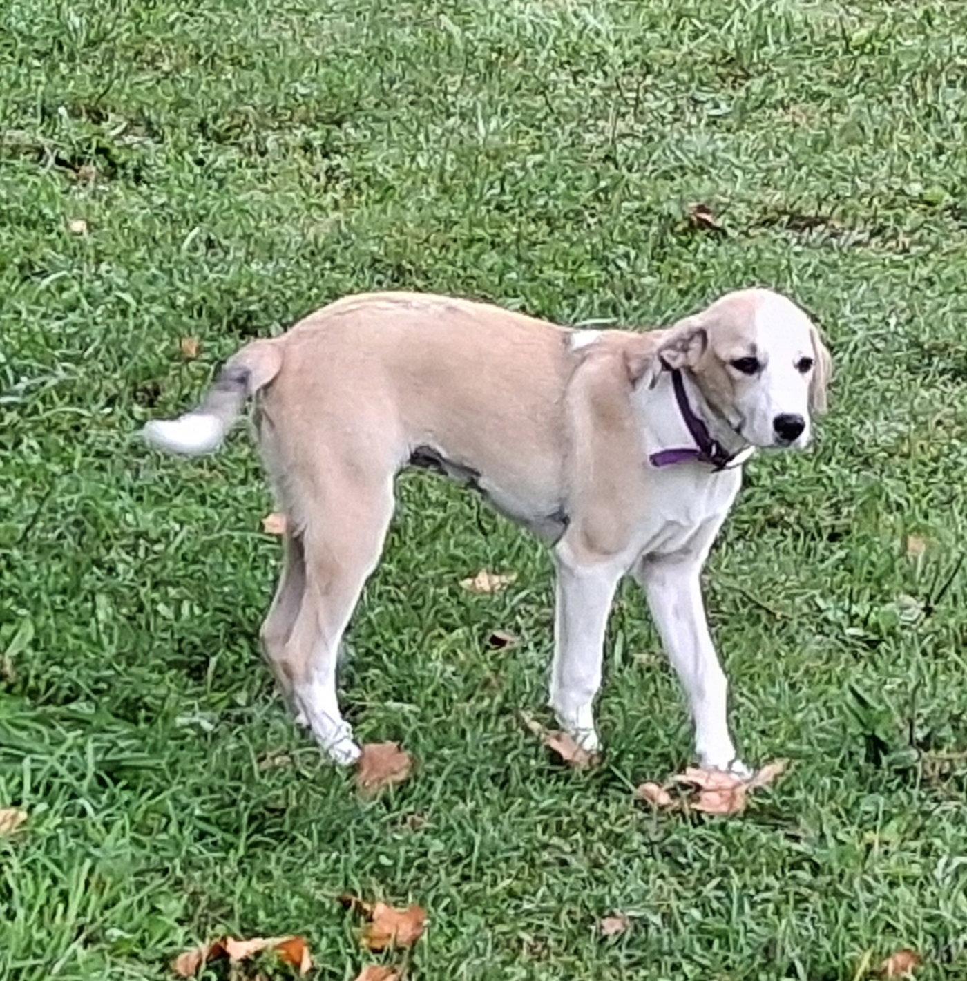 Tillie, a Adoptable Beagle in Mcconnelsville, OH image 3/3