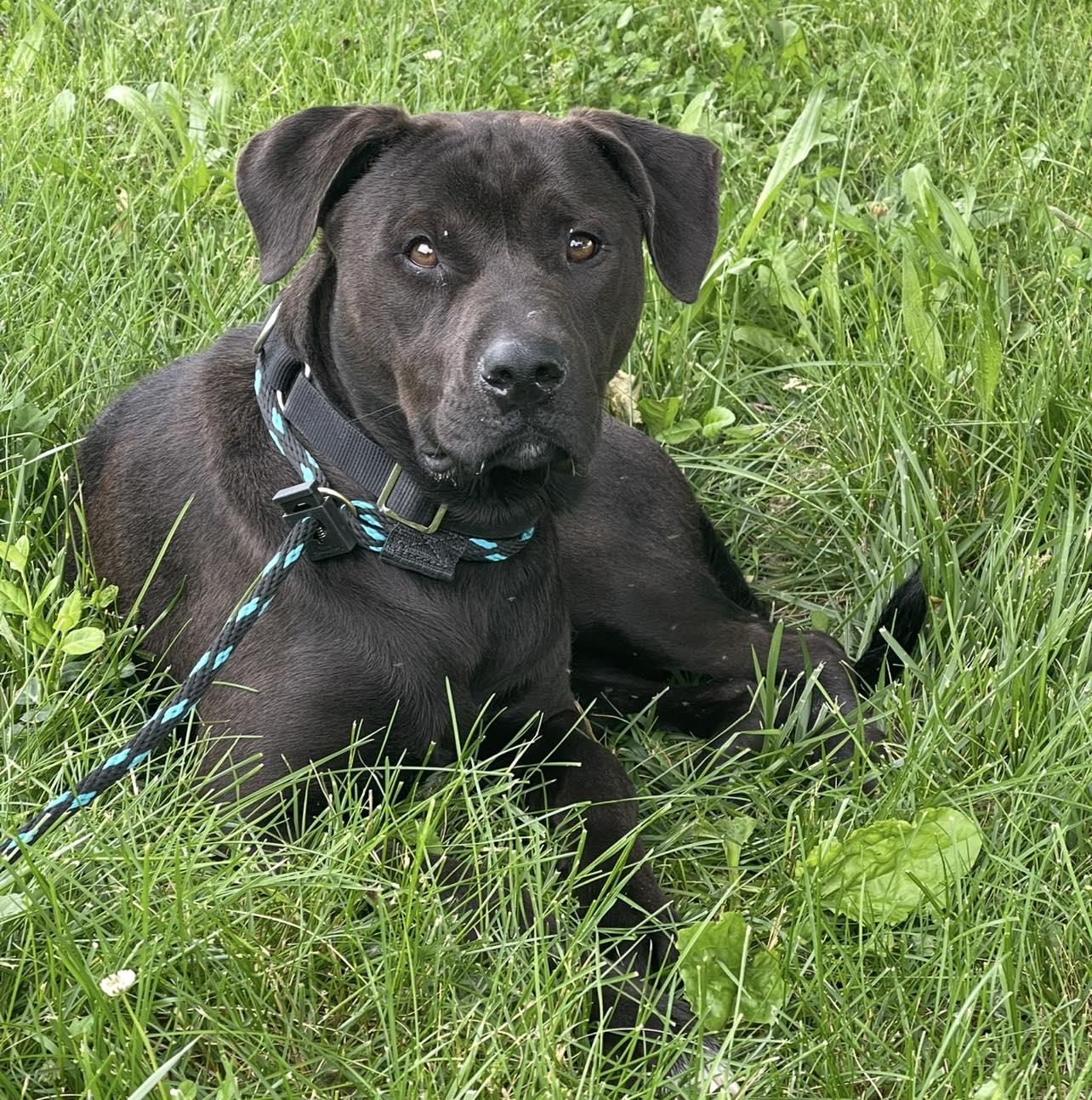 Gunner, Adult Male Labrador Retriever