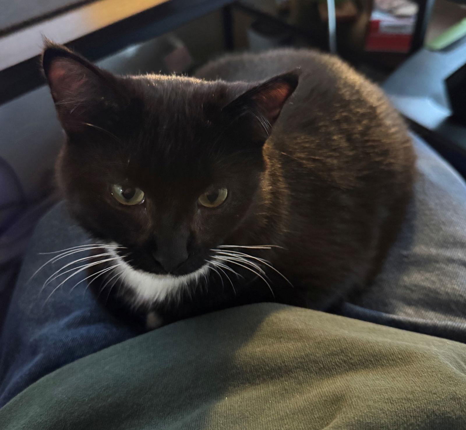 Enlarge ARTHUR #1795 - Offered by Owner- Teen, a Adoptable mixed breed in Hillsboro, OR image 2/3