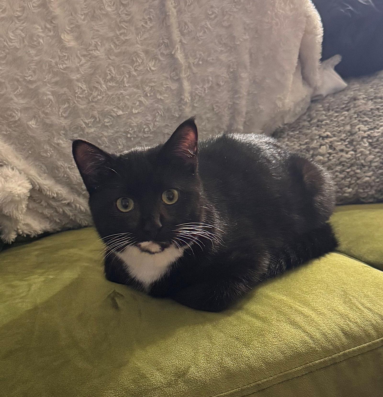 Enlarge ARTHUR #1795 - Offered by Owner- Teen, a Adoptable mixed breed in Hillsboro, OR image 3/3