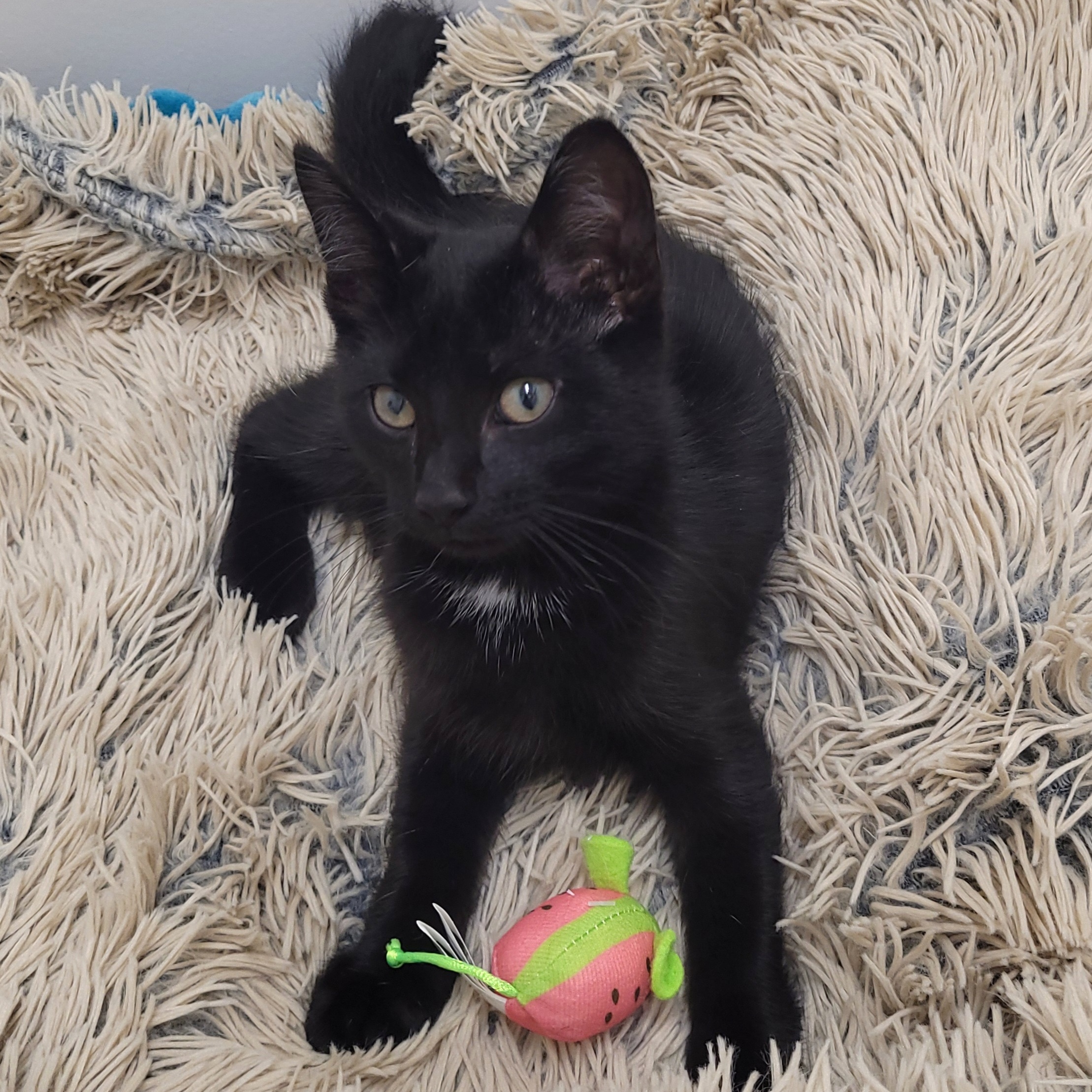 Lionel, a Adoptable Domestic Short Hair in Charlotte, NC image 4/4